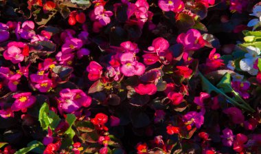 Begonya, Begonya familyasından bir bitki cinsidir. Begonyalar nemli astropikal ve tropikal iklime özgüdür. Bazı türler genellikle kapalı alanlarda yetişir..