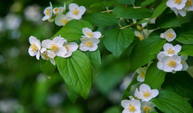 Yasemin, parfüm veya çayda kullanılan kokulu çiçekleri taşıyan Eski Dünya çalısı ya da tırmanma bitkisidir. Bir süs olarak popülerdir. Fluminense Altın Sahili Yasemin