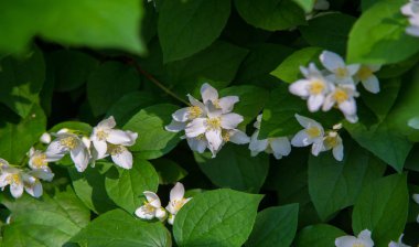 Yasemin, parfüm veya çayda kullanılan kokulu çiçekleri taşıyan Eski Dünya çalısı ya da tırmanma bitkisidir. Bir süs olarak popülerdir. Fluminense Altın Sahili Yasemin