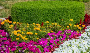 Çiçek düzenlemesi şehir sokaklarına renk getiriyor, çiçekli şehir yatakları, çevresel sorumluluk ve güzelleştirme toplumsal katılımla ve rekabet zorluğuyla.