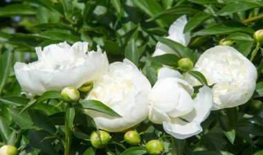Şakayıklar, gösterişli çiçekleri için uzun zamandır yetiştirilen kuzey ılıman bölgelerin bitkisel veya çalısı bitkileridir..