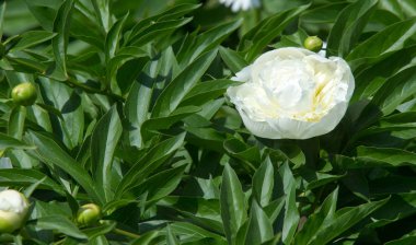 Şakayıklar, gösterişli çiçekleri için uzun zamandır yetiştirilen kuzey ılıman bölgelerin bitkisel veya çalısı bitkileridir..