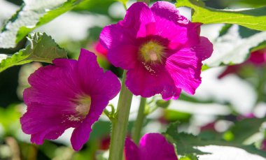 Althaea officinalis veya marsh-mallow, otçullukta ve kökten yapılan süs bitkilerinde kullanılan Avrupa, Batı Asya ve Kuzey Afrika 'ya özgü kalıcı bir türdür.