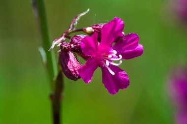 Silene viscaria (yapışkan kedi sineği veya yapışkan campion), Caryophyllaceae familyasından bir bitki türü. Nispeten yüksek miktarda brassinosteroid içerir.