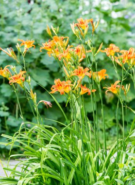 Lilium, otçul çiçekli bir bitki cinsidir ve hepsinde de büyük belirgin çiçekler bulunur. Zambaklar, dünyanın çoğunda kültürde önemli olan çiçek açan bir bitki grubudur..