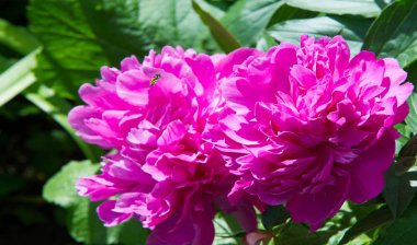 Şakayıklar, gösterişli çiçekleri için uzun zamandır yetiştirilen kuzey ılıman bölgelerin bitkisel veya çalısı bitkileridir..