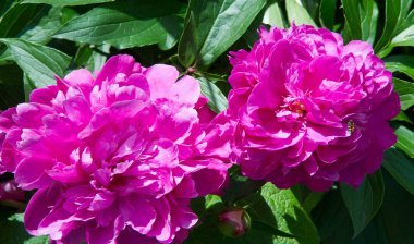 Şakayıklar, gösterişli çiçekleri için uzun zamandır yetiştirilen kuzey ılıman bölgelerin bitkisel veya çalısı bitkileridir..