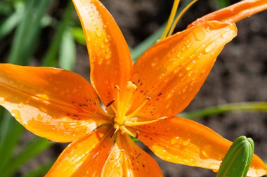Zambak zambakları Lily - Çiçekler büyük, genellikle hoş kokulu ve beyaz, sarı, portakal, pembe, kırmızı ve mor gibi çok çeşitli renklerde sunulurlar. İşaretleme noktalar ve fırça darbelerini içerir.