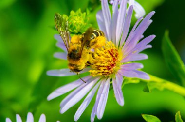 Aster ismi Yunanca 'da 
