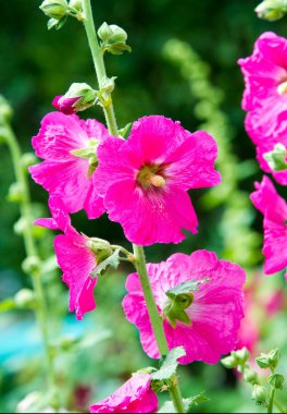 Althaea officinalis veya marsh-mallow, otçullukta ve kökten yapılan süs bitkilerinde kullanılan Avrupa, Batı Asya ve Kuzey Afrika 'ya özgü kalıcı bir türdür.