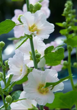 Althaea officinalis veya marsh-mallow, otçullukta ve kökten yapılan süs bitkilerinde kullanılan Avrupa, Batı Asya ve Kuzey Afrika 'ya özgü kalıcı bir türdür.