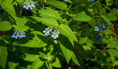 Symphytum, Boraginaceae, Boraginaceae familyasından bir bitki türü. Toplu olarak biliniyor. Bazı türler ve melezler, özellikle S. officinale ve S. uplandicum. 