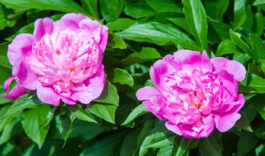 Şakayıklar, gösterişli çiçekleri için uzun zamandır yetiştirilen kuzey ılıman bölgelerin bitkisel veya çalısı bitkileridir..