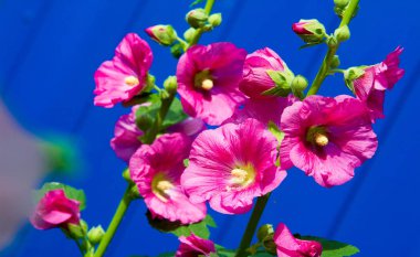 Althaea officinalis veya marsh-mallow, otçullukta ve kökten yapılan süs bitkilerinde kullanılan Avrupa, Batı Asya ve Kuzey Afrika 'ya özgü kalıcı bir türdür.