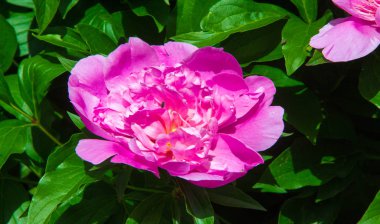 Şakayıklar, gösterişli çiçekleri için uzun zamandır yetiştirilen kuzey ılıman bölgelerin bitkisel veya çalısı bitkileridir..