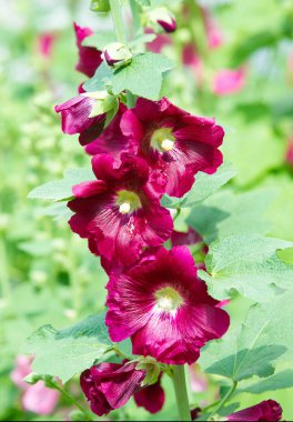 Althaea officinalis veya marsh-mallow, otçullukta ve kökten yapılan süs bitkilerinde kullanılan Avrupa, Batı Asya ve Kuzey Afrika 'ya özgü kalıcı bir türdür.