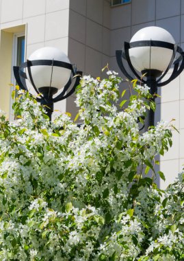Elma Çiçekleri, Elma Çiçeği. Doğal yeşil arka planda gün ışığında. Ağaç beyazı baharda çiçek açar..
