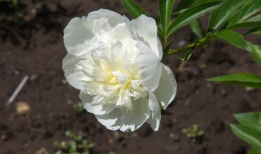 Şakayıklar, gösterişli çiçekleri için uzun zamandır yetiştirilen kuzey ılıman bölgelerin bitkisel veya çalısı bitkileridir..