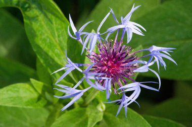 Blue cornflower 'ın ABD, Kanada, İngiltere ve Avustralya' daki popülaritesi o kadar yüksekti ki Corning Glass Works 'ün bir sembolü haline geldi..