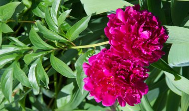 Şakayıklar, gösterişli çiçekleri için uzun zamandır yetiştirilen kuzey ılıman bölgelerin bitkisel veya çalısı bitkileridir..