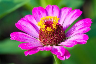 Zinnia çiçekleri, Güneybatı Amerika 'dan Güney Amerika' ya kadar Meksika Kelebeği Vanessa Atalanta ya da Kızıl Amiral ya da daha önce hayranlık uyandıran bir çeşitlilik merkezine sahiptirler.