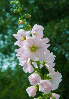 Althaea officinalis veya marsh-mallow, otçullukta ve kökten yapılan süs bitkilerinde kullanılan Avrupa, Batı Asya ve Kuzey Afrika 'ya özgü kalıcı bir türdür.