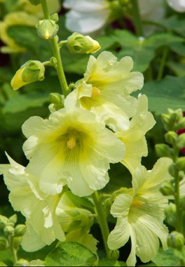 Althaea officinalis veya marsh-mallow, otçullukta ve kökten yapılan süs bitkilerinde kullanılan Avrupa, Batı Asya ve Kuzey Afrika 'ya özgü kalıcı bir türdür.