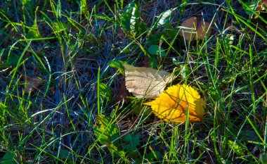 doku, arkaplan, desen, sonbahar yaprakları, parlak doymuş renkler, ağaçlar sonbaharda inanılmaz güzeller, doğa sıcak yaz günlerine veda ediyor.