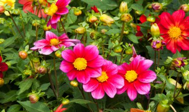 Papatya ailesinden tüberküloz köklü bir Meksika bitkisi, parlak renkli tek ya da çift renkli çiçekleri için yetiştirilir..