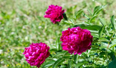 Şakayıklar, gösterişli çiçekleri için uzun zamandır yetiştirilen kuzey ılıman bölgelerin bitkisel veya çalısı bitkileridir..