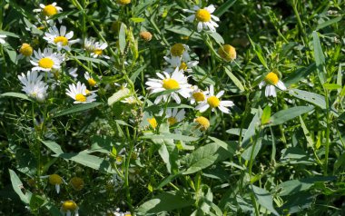 Papatya çiçekleri. papatya, papatya tekerleği, papatya zinciri, papatya. Çiçekler gibi beyaz ve sarı papatya ile aromatik bir Avrupa bitki,.
