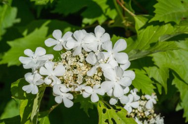 Viburum çiçekleri. Çiçekler 5-15 cm genişliğinde, her çiçek beyaz, krema ya da pembe, küçük, 3-5 mm genişliğinde, beş yapraklı, bazı türlerde güçlü kokulu..