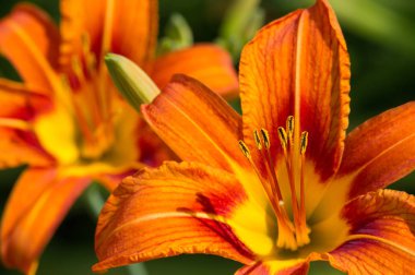 Lilium üyeleri gerçek zambaklar, büyük, belirgin çiçekleri olan, ampullerden büyüyen bir bitki cinsidir. Zambaklar önemli bir çiçek açan bitkidir. 