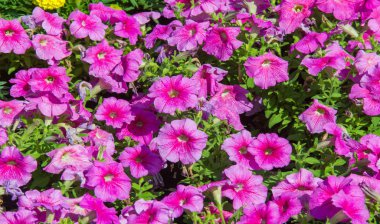 Petunia, Güney Amerika kökenli çiçekli bitkilerden biridir. Bu Fransız ulusal isminin adıdır, Petun, anlamı tütün, Tupi - Guarani dilinden gelir..