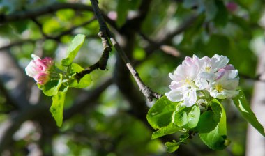 Elma Çiçekleri, Elma Çiçeği. Doğal yeşil arka planda gün ışığında. Ağaç beyazı baharda çiçek açar..