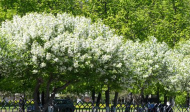 Elma Çiçekleri, Elma Çiçeği. Doğal yeşil arka planda gün ışığında. Ağaç beyazı baharda çiçek açar..