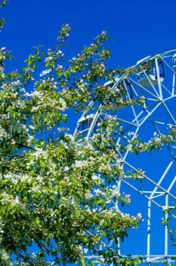 Elma Çiçekleri, Elma Çiçeği. Doğal yeşil arka planda gün ışığında. Ağaç beyazı baharda çiçek açar..