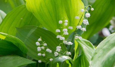Zambak familyasının geniş yaprakları ve güzel kokulu, çan şeklinde beyaz çiçekleri olan geniş bir Avrupa bitkisi. Mayıs-zambak