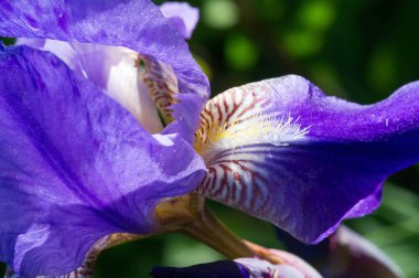 İris çiçekleri adını Yunanca gökkuşağı anlamına gelen Yunanca 'dan alır, aynı zamanda Yunan gökkuşağı tanrıçası Iris' in de adıdır.