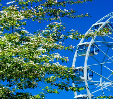 Elma Çiçekleri, Elma Çiçeği. Doğal yeşil arka planda gün ışığında. Ağaç beyazı baharda çiçek açar..