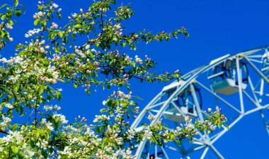 Elma Çiçekleri, Elma Çiçeği. Doğal yeşil arka planda gün ışığında. Ağaç beyazı baharda çiçek açar..