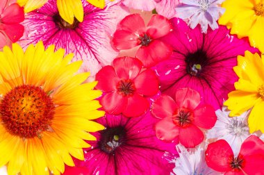 Tarla ve çayır çiçekleri koparılmış, suda fotoğraflanmış. Kırık yaprakların parlak renkleri