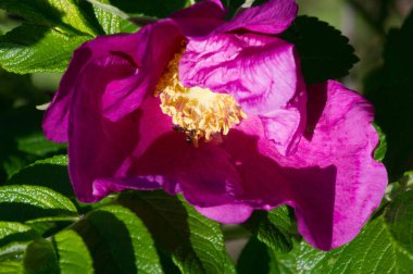 Dogrose çiçekleri. Briar eglantine kantar gülü - lezzetli aromalı Avrasya yaban gülü pembe ya da beyaz çiçekli
