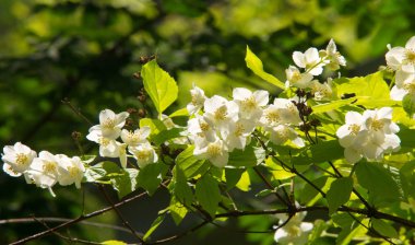 Yasemin, parfüm veya çayda kullanılan kokulu çiçekleri taşıyan Eski Dünya çalısı ya da tırmanma bitkisidir. Bir süs olarak popülerdir. Fluminense Altın Sahili Yasemin