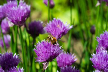 Chives Allium schoenoprasum, ev bahçelerinde. Mutfak kullanımında, osprey ve açılmamış olgunlaşmamış çiçek tomurcukları küpler halinde kesilir ve balık, patates, çorba lar için bir madde olarak kullanılır