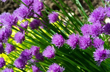 Chives Allium schoenoprasum, ev bahçelerinde. Mutfak kullanımında, osprey ve açılmamış olgunlaşmamış çiçek tomurcukları küpler halinde kesilir ve balık, patates, çorba lar için bir madde olarak kullanılır