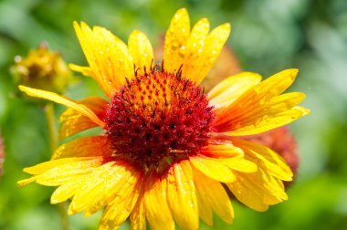 Ekinezya angustifolisi, Güney Dakota bölgesinde yaşayan yerli Amerikalıların soğuk algınlıklarını önlemek için Kuzey Amerika 'daki Kızılderililer tarafından yaygın olarak kullanılırdı.