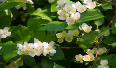 Yasemin, parfüm veya çayda kullanılan kokulu çiçekleri taşıyan Eski Dünya çalısı ya da tırmanma bitkisidir. Bir süs olarak popülerdir. Fluminense Altın Sahili Yasemin