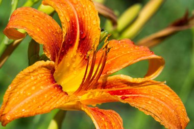 Zambak zambakları Lily - Çiçekler büyük, genellikle hoş kokulu ve beyaz, sarı, portakal, pembe, kırmızı ve mor gibi çok çeşitli renklerde sunulurlar. İşaretleme noktalar ve fırça darbelerini içerir.