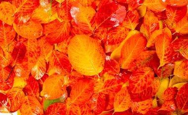 doku, arkaplan, desen, sonbahar yaprakları, parlak doymuş renkler, ağaçlar sonbaharda inanılmaz güzeller, doğa sıcak yaz günlerine veda ediyor.